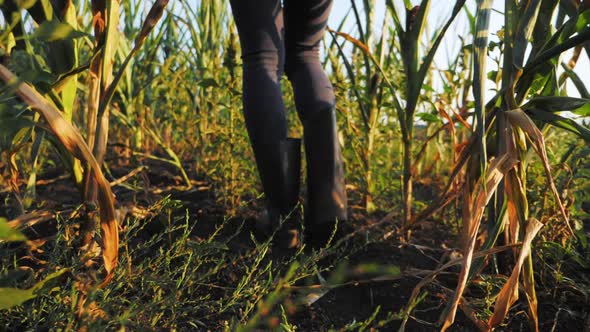 Female Feet in Rubber Boots Stepping Through the Corn Stalks on the Field at Organic Farm