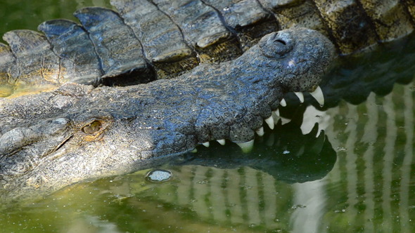 Crocodile in the River