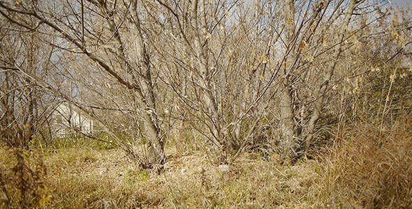 Autumn Dry Grass And Trees alt
