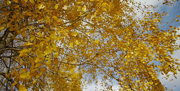 Autumn Leaves And Blue Sky 2