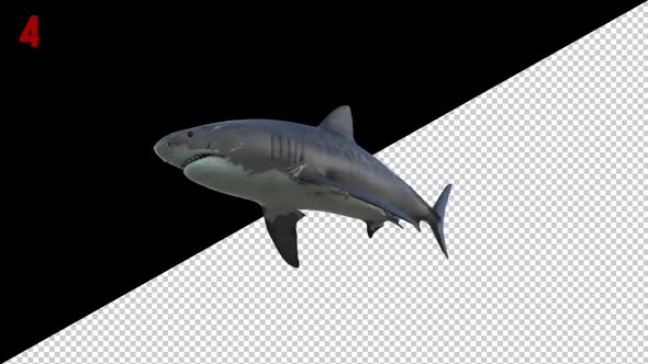 Tiger Shark 4 Scene Loop