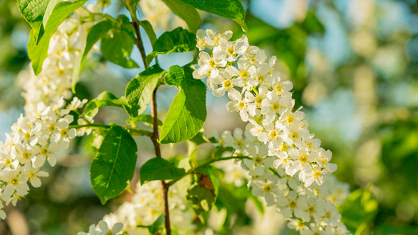 Sun Shines Through Flowers Of Bird Cherry Tree