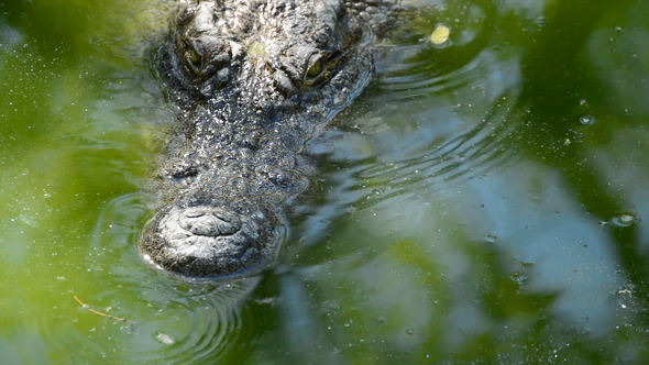 Crocodile Swimming in the River