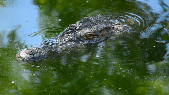 Crocodile Swimming in Zoo