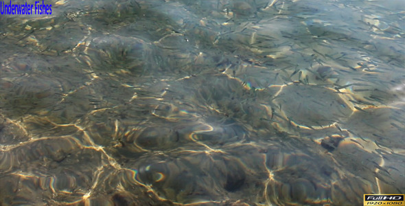 Underwater Fishes