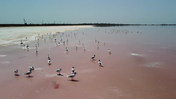 Flying Over Seagulls at Pink Salt Lake