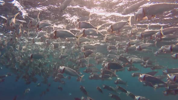 School of Indian Mackerel Feeding in Red Sea, Egypt