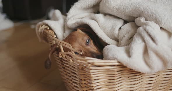 Dachshund sleeping in blankets in a basket at home