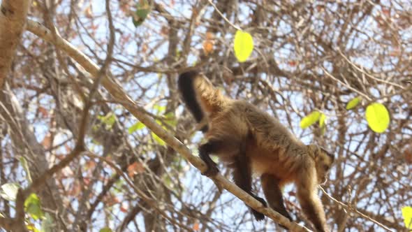 A Capuchin monkey climbs amid the treetops in the Brazilian Pantanal