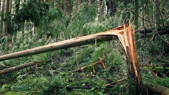 Moving Past Broken Tree Trunk After Storm