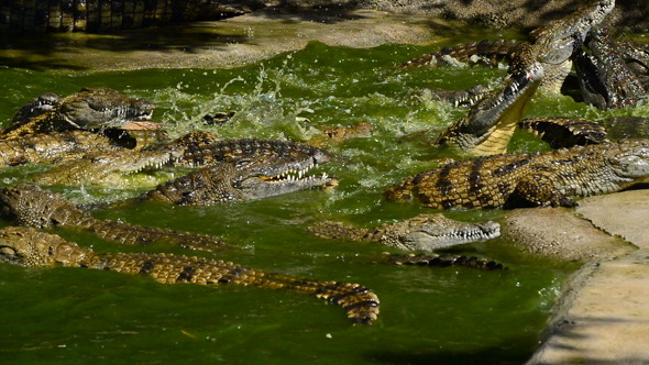 Crocodrile Sunbathing in River