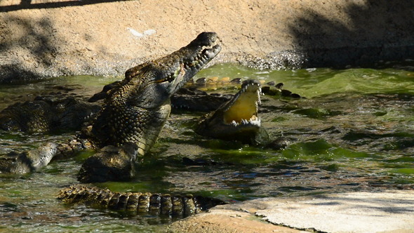 Crocodile Eating in River