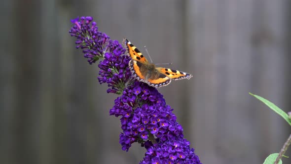 Orange Tortoiseshell butterfly (Aglais urticae) feeding on Buddleia flower