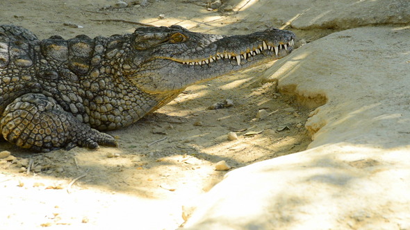 Crocodile Sunbathing in the Zoo