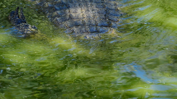 Crocodile Swimming in the Water of the River