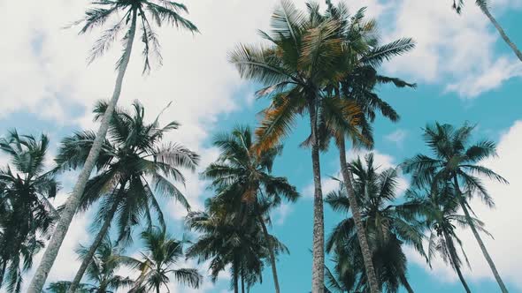 Lot of Tall Palm Trees Swaying in the Wind Against the Sky Africa Palm Grove