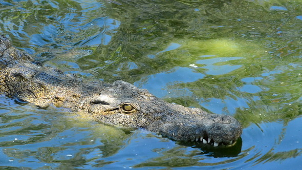 Crocodile or Alligator Swimming in the Water