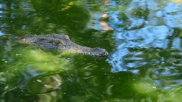 Crocodile Swimming in the River