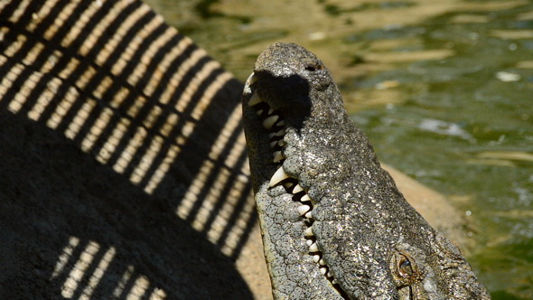 Crocodile in the River