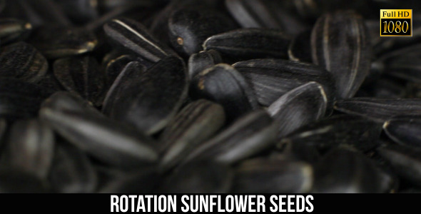 Rotation Sunflower Seeds 2
