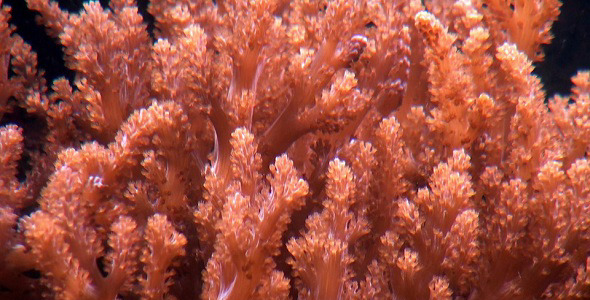 Algae Under Water 4 alt