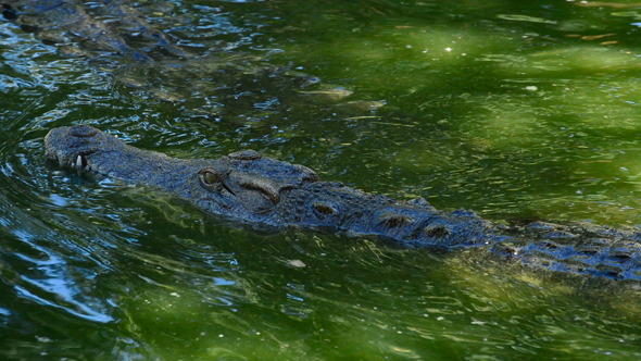 Crocodile Swimming in River