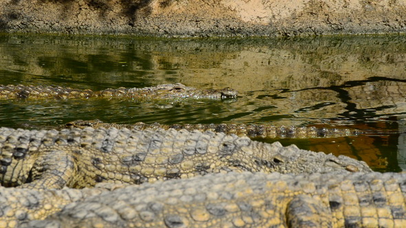 Crocodiles or Alligators in Zoo Park