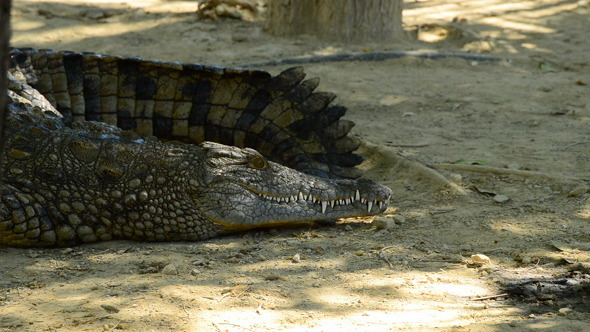Crocodile Walking to the River