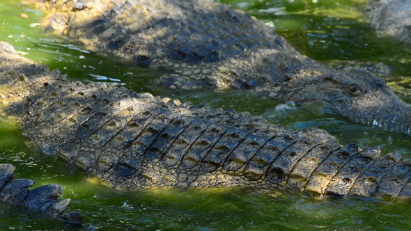 Crocodiles or Alligators in Park