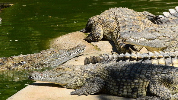 Crocodile Walking in the River