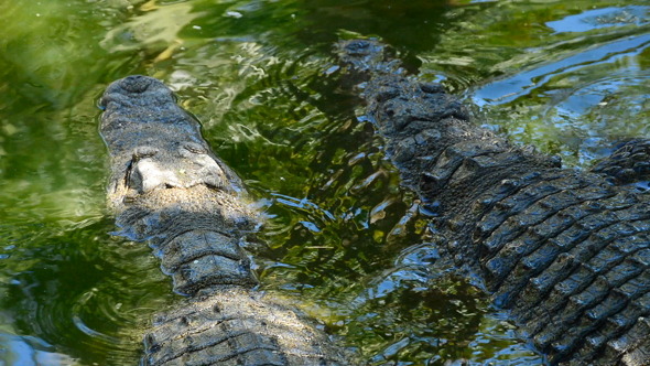 Crocodile Swimming in the Water of the River