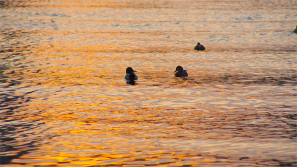 Ducks on the Water at Sunset
