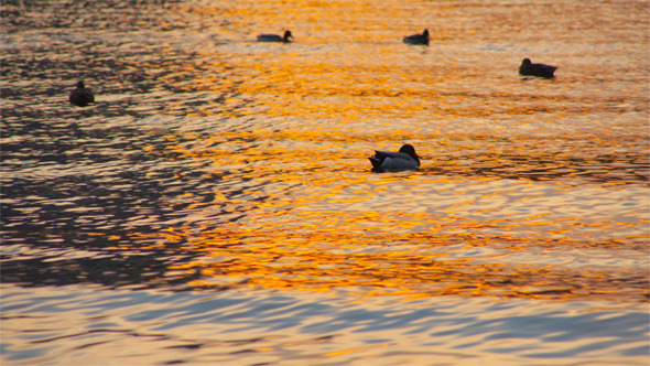 Ducks on the Waves at Sunset
