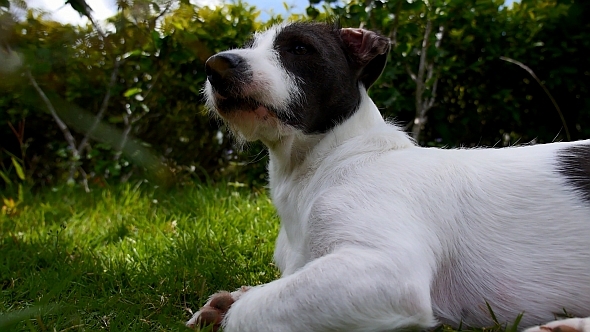 Funny Dog on the Grass