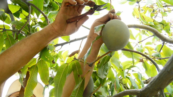 Collecting Mango Fruit in a Plantation