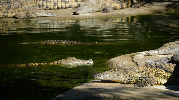 Crocodiles in Park