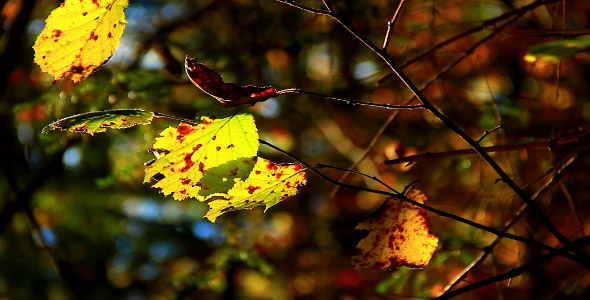 Yellow Leaves of Autumn