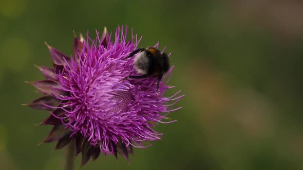 Bee Pollinates Flower