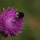 Bee Pollinates Flower - VideoHive Item for Sale