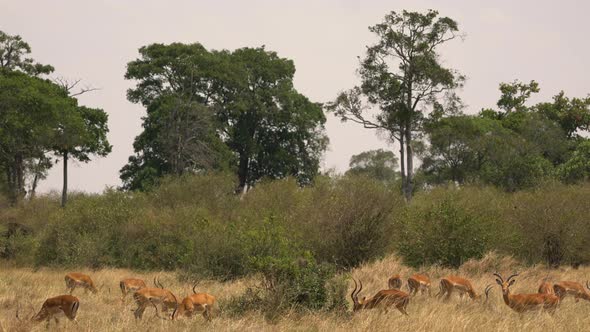 Impala herd near bushes and trees
