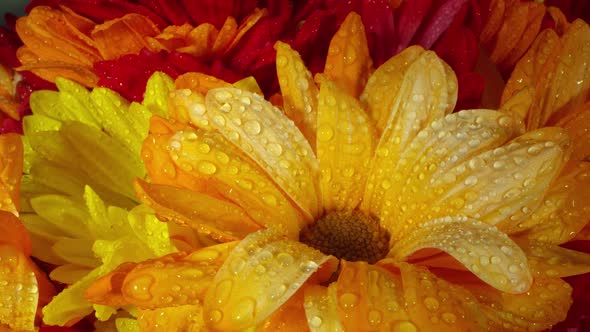 Water droplets on flowers as they slowly rotate