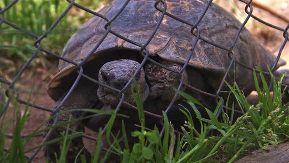 Water Turtle Stuck Behind Metal Fences Trying To Get Out