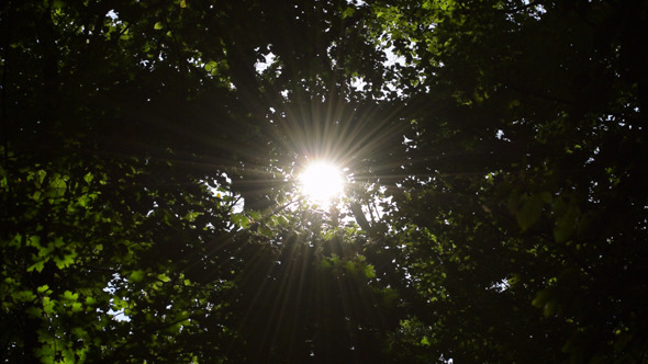 Leafs In The Sun