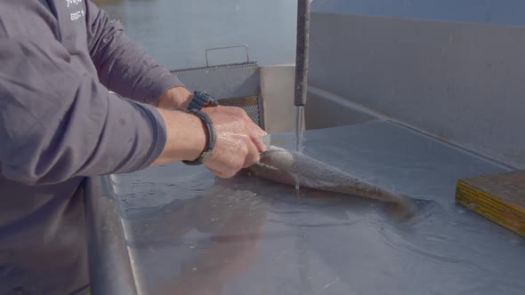 Shot of man scaling a speckled trout