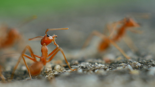 Ants On The Floor
