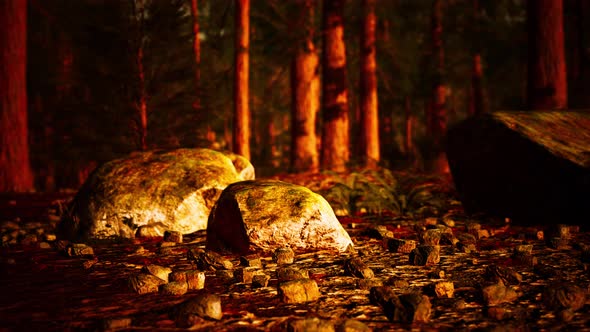 Tall Forest of Sequoias in Yosemite National Park