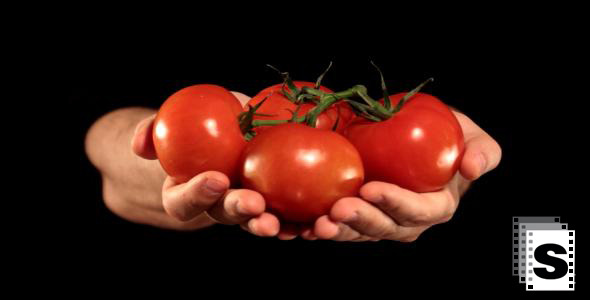 Hands Holding Tomatoes