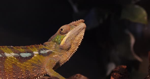 Panther Chameleon, furcifer pardalis, Adult standing on Branch, Madagascar, Slow motion 4K