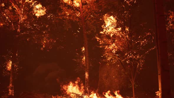 Large Flames of Forest Fire at Night