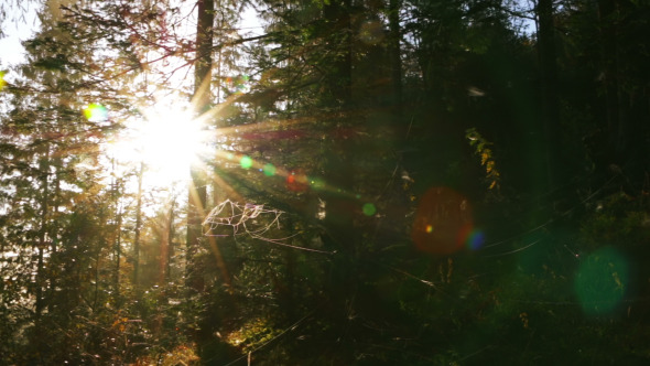 Bright Sun in the Dense Forest